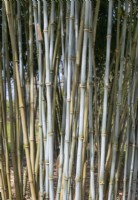 Borinda Papyrifera - Paper bearing borinda - Bamboo