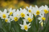 Narcissus 'Jack Snipe' - Daffodil
