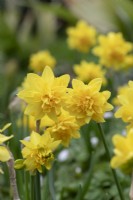 Narcissus 'Tete Boucle' - Daffodil