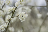 Prunus domestica 'Edwards'  - Plum tree blossom