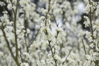 Prunus domestica 'Merton Gage'  - Plum tree blossom