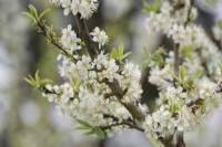 Prunus domestica 'Verity' - Plum tree blossom