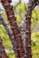 Prunus Serrula - Tibetan Cherry bark
