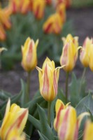 Tulipa - Tulip 'Giuseppe Verdi'