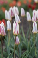 Tulipa - Tulip 'Ice Stick'