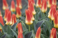 Tulipa - Tulip 'Mariss Jansons'