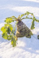 Swede 'Gowrie' in snow, leaves eaten by Pigeons