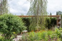 Multistem Osmanthus x burkwoodii, Helenium 'Moerheim Beauty' with Betula standing over - The Viking Friluftsliv Garden - RHS Hampton Court Festival 2021