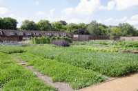 The Walled Kitchen Garden at Hampton Court Palace with green manure Trifolium pratense in foreground