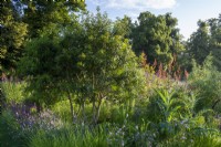 Multistem Pistacia lentiscus in a border with Scabiosa columbaria, Seslaria autumnalis -  Iconic Horticultural Hero Garden  - RHS Hampton Court Palace Festival 2021