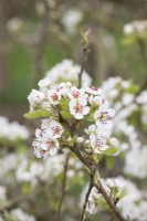 Pyrus communis 'Sucree de Montlucon' - Pear blossom