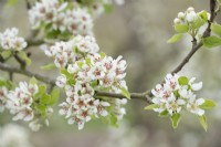 Pyrus communis Beurre D'Amanlis - Pear blossom