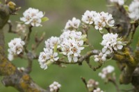 Pyrus communis Beurre D'Amanlis - Pear blossom