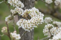Pyrus communis 'Doyenne d'Ete' - Pear blossom