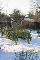 Perennial Kale 'Taunton Deane' in snow