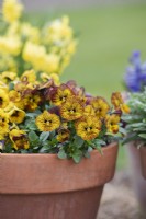 Viola cornuta 'Tiger Eye Yellow' - Horned Pansy in a pot 