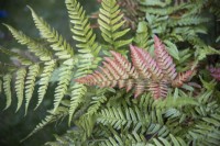 Dryopteris erythrosora 'Brilliance' - Autumn Fern