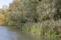 Salix alba - White Willow - October
