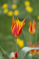 Tulipa 'Fly Away' - April