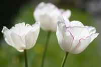 Tulipa 'Belicia' - April