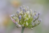 Agapanthus 'Windsor Grey' - Flower opening - July
