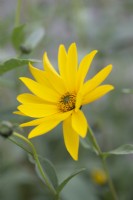Helianthus hirsutus - Hairy Sunflower - August