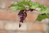 Leycesteria formosa - 'Purple Rain' - Himalayan Honeysuckle - August