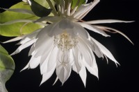 Epiphyllum oxypetalum - queen of the night cactus.