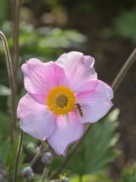 Episyrphus balteatus - Hover Fly on japanese anemone flower