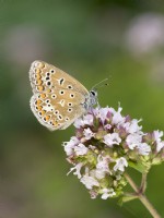 Polyommatus icarus - Common blue butterfly on thyme flowers