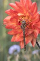 Aeshna grandis - Brown Hawker dragonfly resting on dahlia 'Karma Fiesta' flower