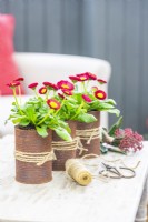 Bellis Daisies arranged in rusted tin cans