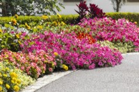 Colorful border with annuals, summer August