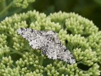 Biston betularia - Peppered moth on sedum buds