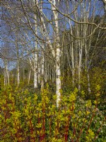 Betula utilis var. jacquemontii - West Himalayan Birch - underplanted with Skimmia and dogwood Cornus in March