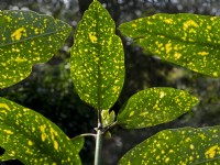 Leaves of Aucuba japonica 