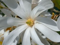 Magnolia Stellata  in flower April Norfolk