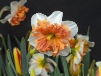 Narcissus 'Precocious' late March