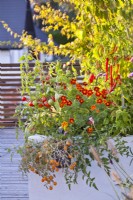 Raised bed planted with tomatoes, peppers, French marigold and basil on roof terrace.