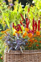 Peppers, purple sage, pot marigold and French marigold growing in container.