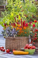 Peppers, purple sage, pot marigold and French marigold growing in container.