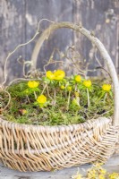 Winter Aconite, Corkscrew hazel and moss arranged in a wicker basket