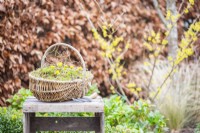 Winter Aconite, corkscrew hazel and moss arranged in a wicker basket