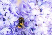 Bee on Hyacinthus 'Bismarck'