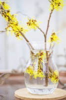 Witch hazel in a small glass vase