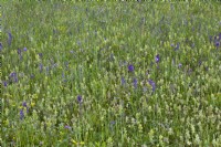 Wildflower meadow with Rhinanthus glacialis - Yellow rattle, Salvia pratensis - Meadow Clary, Trifolium pratense - Red clover, Knautia arvensis - Field Scabious and grasses.