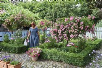 Rosa Polyantha, Standard weeping roses, rose tree, Baccata, box tree, Woman walks by weeping standard Rosa - Rose - in a bed edged with Buxus