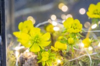 Winter aconites arranged with lights inside a lantern