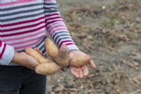 Harvesting a 'Corne de Gatte' potato