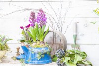 Hyacinths in a blue enamel kettle